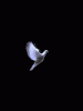 anim240320mobildesign.atw.hu_0120.gif